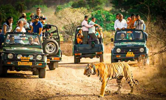 Jeep Safari in Ranthambore