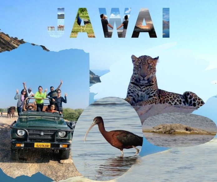 Jawai Wildlife Tour