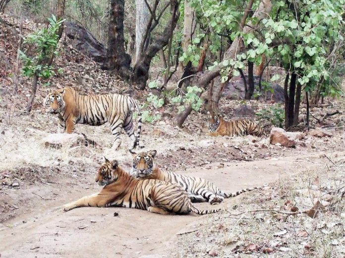 Ranthambore Safari Booking