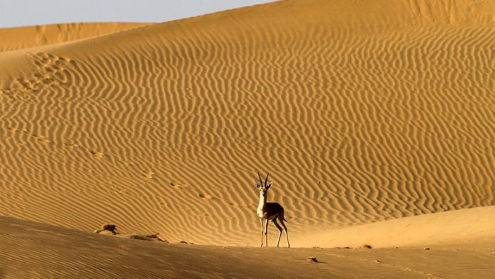 Deluxe Tent in Jaisalmer