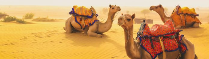 Jaisalmer Sightseeing with Camel Safari