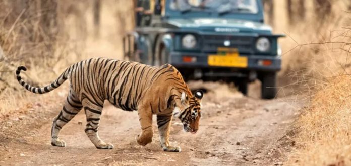 Ranthambore Park